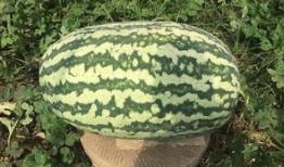 寿光网红大瓜,一场网络舆论的风暴